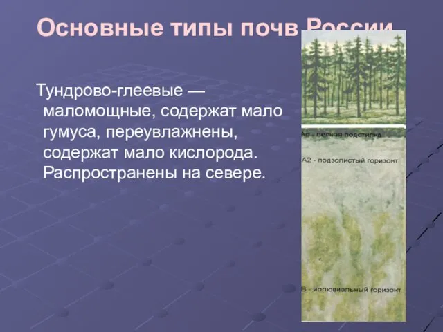 Основные типы почв России. Тундрово-глеевые — маломощные, содержат мало гумуса, переувлажнены, содержат
