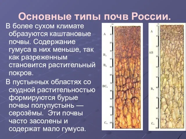 Основные типы почв России. В более сухом климате образуются каштановые почвы. Содержание