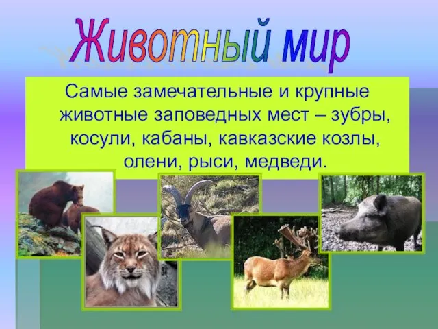 Самые замечательные и крупные животные заповедных мест – зубры, косули, кабаны, кавказские