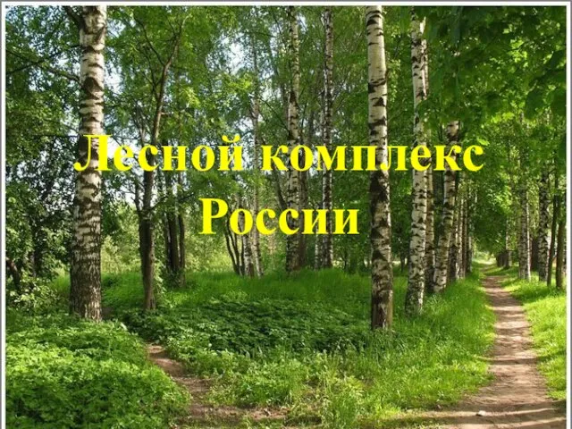 Презентация на тему Лесной комплекс России
