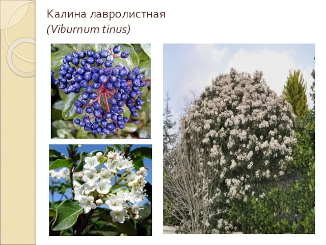 Калина лавролистная (Viburnum tinus)