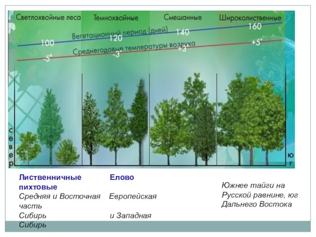 Лиственничные Елово пихтовые Средняя и Восточная Европейская часть Сибирь и Западная Сибирь