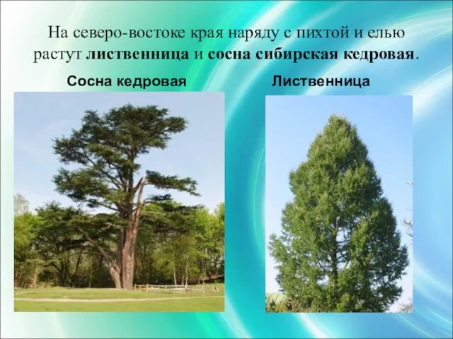 На северо-востоке края наряду с пихтой и елью растут лиственница и сосна