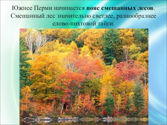 Южнее Перми начинается пояс смешанных лесов. Смешанный лес значительно светлее, разнообразнее елово-пихтовой тайги.