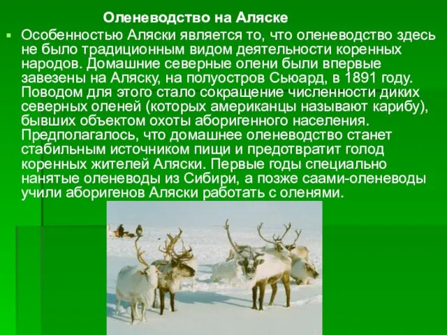 Оленеводство на Аляске Особенностью Аляски является то, что оленеводство здесь не было