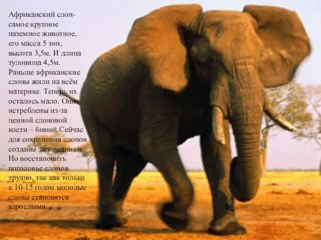 Африканский слон- самое крупное наземное животное, его масса 5 тон, высота 3,5м.