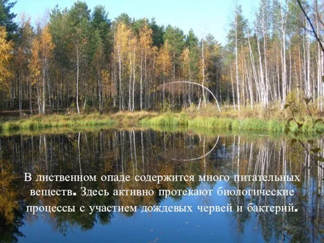 В лиственном опаде содержится много питательных веществ. Здесь активно протекают биологические процессы