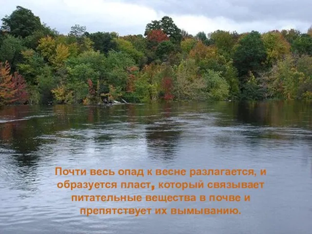 Почти весь опад к весне разлагается, и образуется пласт, который связывает питательные