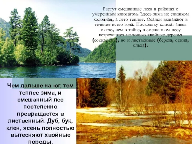 Растут смешанные леса в районах с умеренным климатом. Здесь зима не слишком