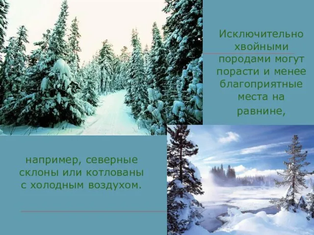 Исключительно хвойными породами могут порасти и менее благоприятные места на равнине, например,