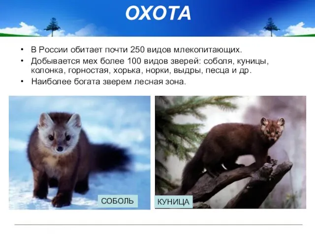 ОХОТА В России обитает почти 250 видов млекопитающих. Добывается мех более 100