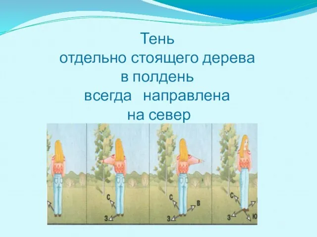 Тень отдельно стоящего дерева в полдень всегда направлена на север