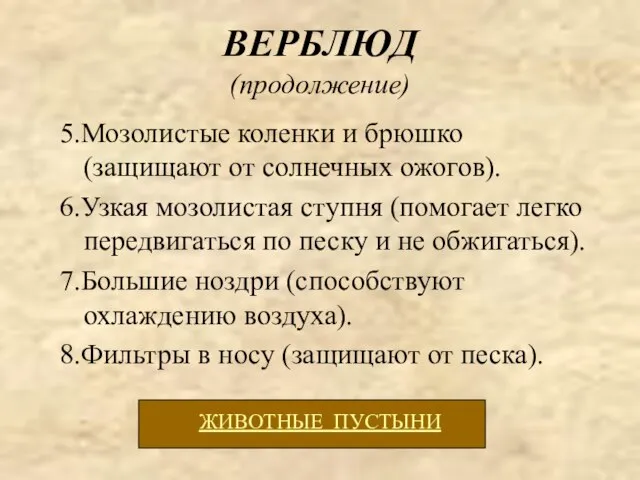 ВЕРБЛЮД (продолжение) 5.Мозолистые коленки и брюшко (защищают от солнечных ожогов). 6.Узкая мозолистая