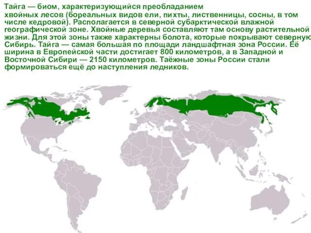 Тайга — биом, характеризующийся преобладанием хвойных лесов (бореальных видов ели, пихты, лиственницы,