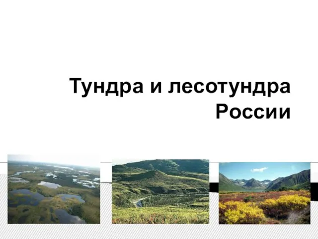 Презентация на тему Тундра и лесотундра России