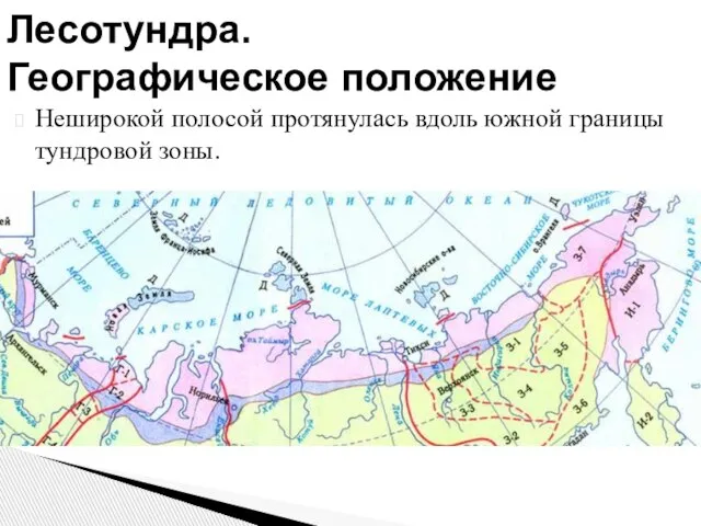 Неширокой полосой протянулась вдоль южной границы тундровой зоны. Лесотундра. Географическое положение