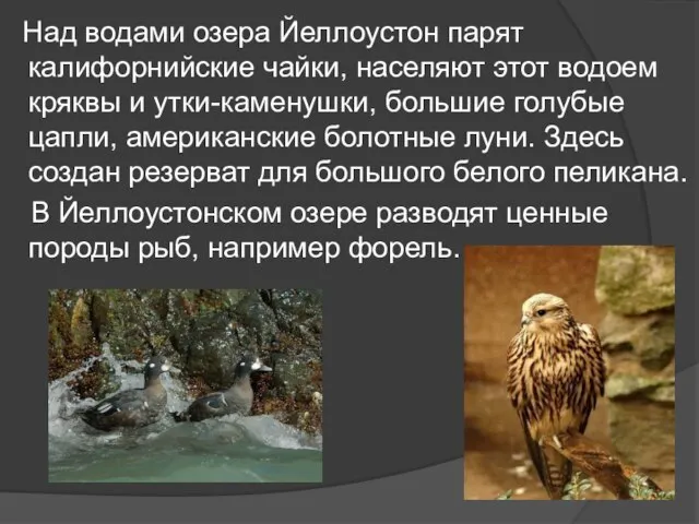 Над водами озера Йеллоустон парят калифорнийские чайки, населяют этот водоем кряквы и