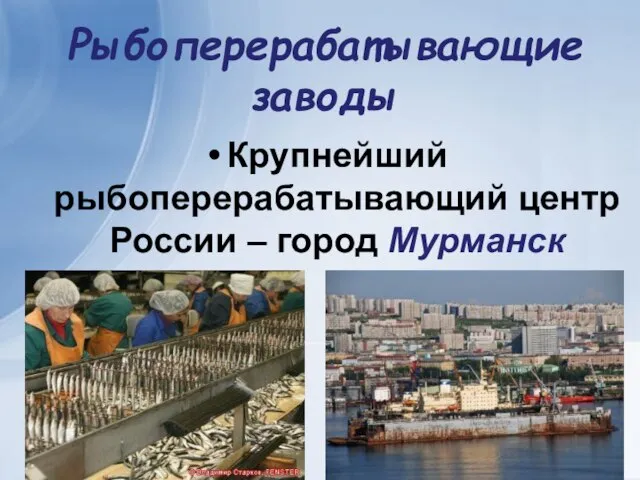 Рыбоперерабатывающие заводы Крупнейший рыбоперерабатывающий центр России – город Мурманск