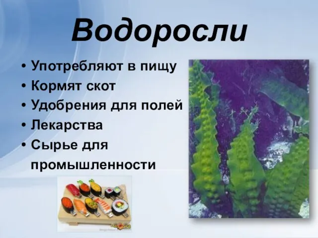 Водоросли Употребляют в пищу Кормят скот Удобрения для полей Лекарства Сырье для промышленности