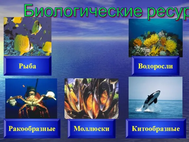 Биологические ресурсы Рыба Ракообразные Моллюски Водоросли Китообразные