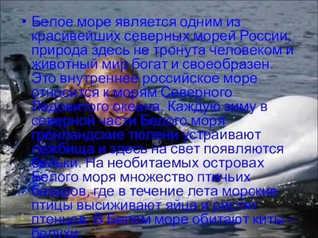 Белое море является одним из красивейших северных морей России, природа здесь не