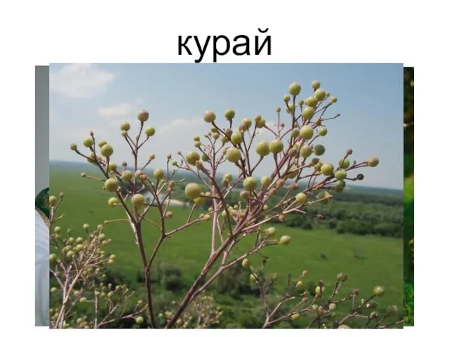 курай