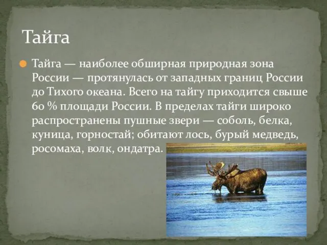 Тайга — наиболее обширная природная зона России — протянулась от западных границ