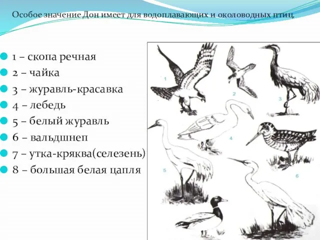 1 – скопа речная 2 – чайка 3 – журавль-красавка 4 –