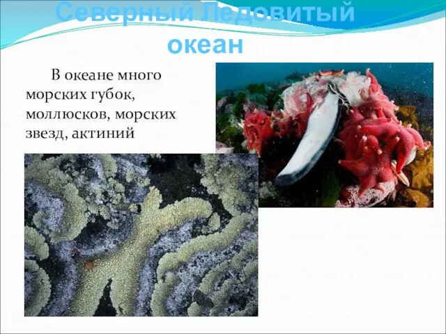 В океане много морских губок, моллюсков, морских звезд, актиний Северный Ледовитый океан