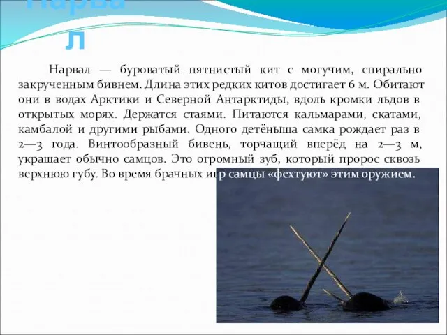 Нарвал Нарвал — буроватый пятнистый кит с могучим, спирально закрученным бивнем. Длина