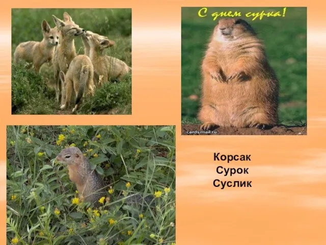 Корсак Сурок Суслик