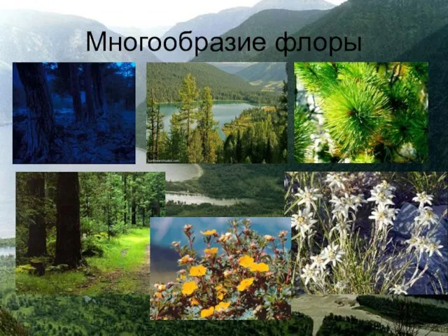 Многообразие флоры