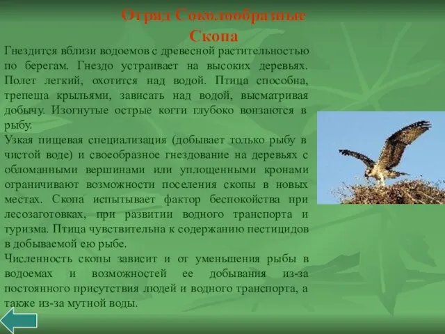 Гнездится вблизи водоемов с древесной растительностью по берегам. Гнездо устраивает на высоких