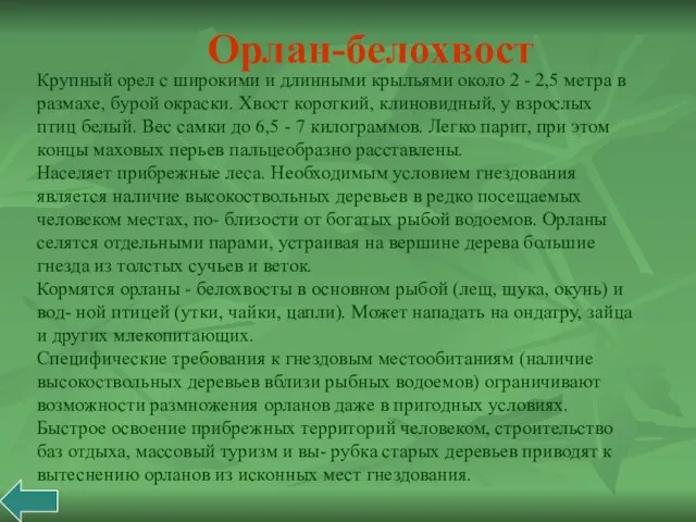 Крупный орел с широкими и длинными крыльями около 2 - 2,5 метра