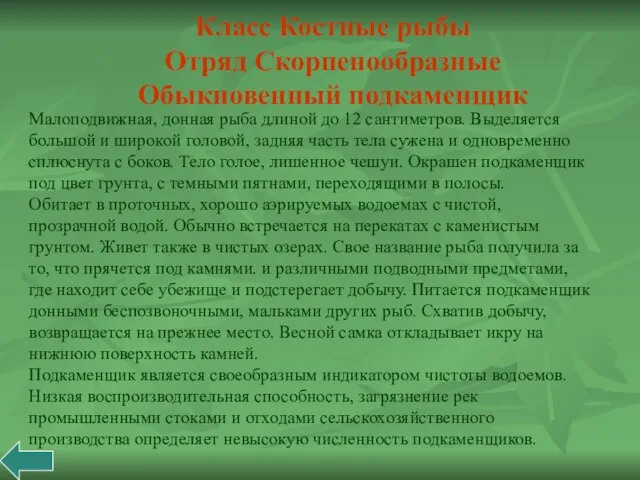 Малоподвижная, донная рыба длиной до 12 сантиметров. Выделяется большой и широкой головой,