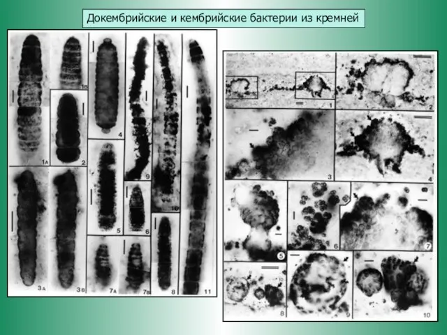 Докембрийские и кембрийские бактерии из кремней