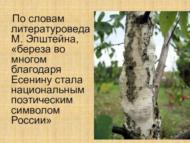 По словам литературоведа М. Эпштейна, «береза во многом благодаря Есенину стала национальным поэтическим символом России»