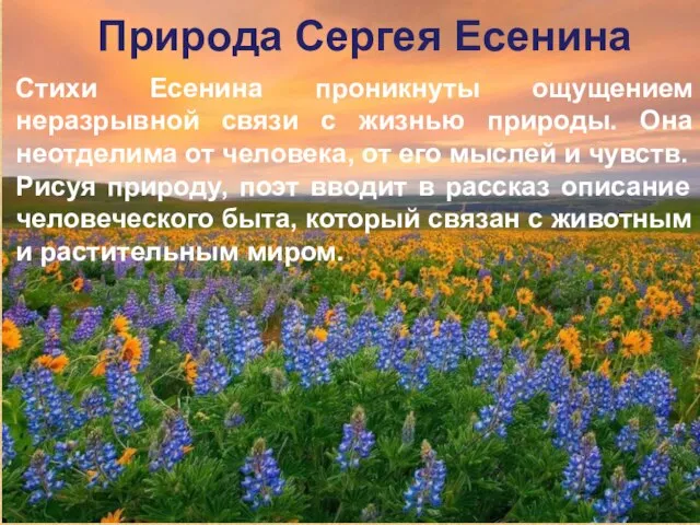 Природа Сергея Есенина Стихи Есенина проникнуты ощущением неразрывной связи с жизнью природы.