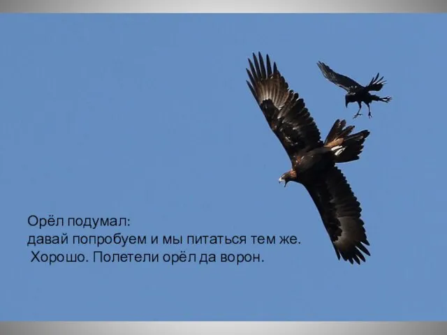 Орёл подумал: давай попробуем и мы питаться тем же. Хорошо. Полетели орёл да ворон.