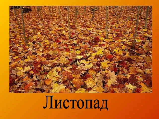 Листопад