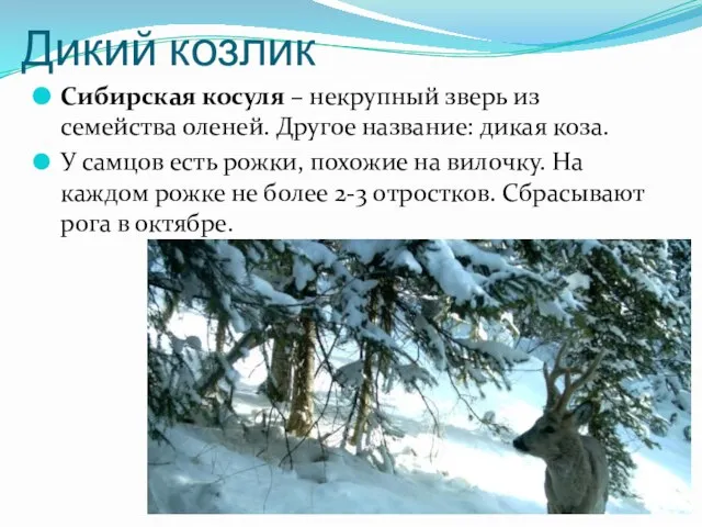 Дикий козлик Сибирская косуля – некрупный зверь из семейства оленей. Другое название: