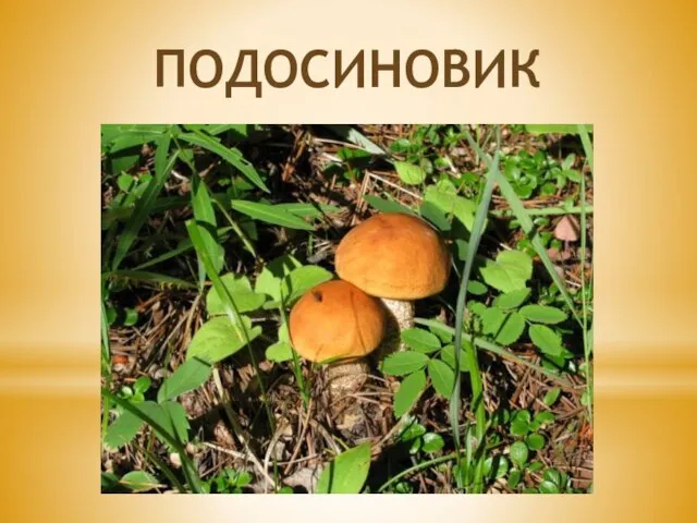 подосиновик