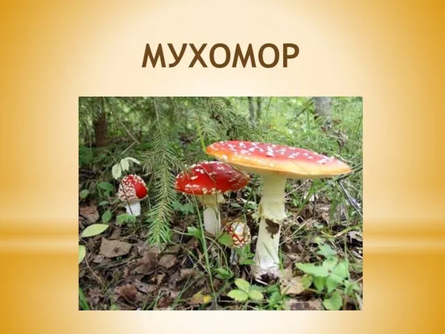 мухомор