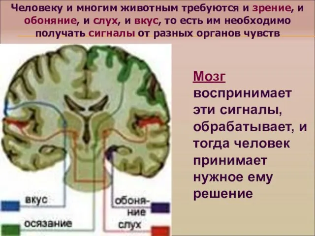 Человеку и многим животным требуются и зрение, и обоняние, и слух, и