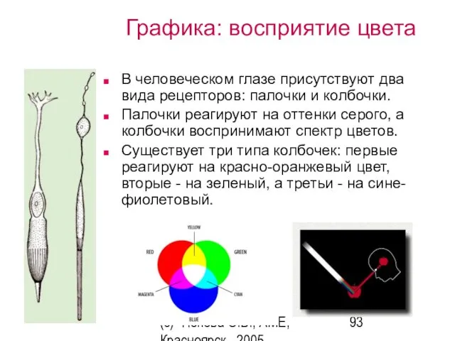(c) Попова О.В., AME, Красноярск, 2005 Графика: восприятие цвета В человеческом глазе