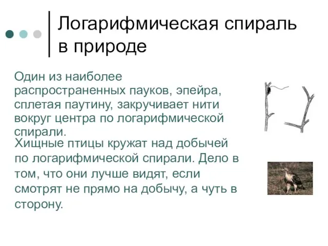 Логарифмическая спираль в природе Один из наиболее распространенных пауков, эпейра, сплетая паутину,