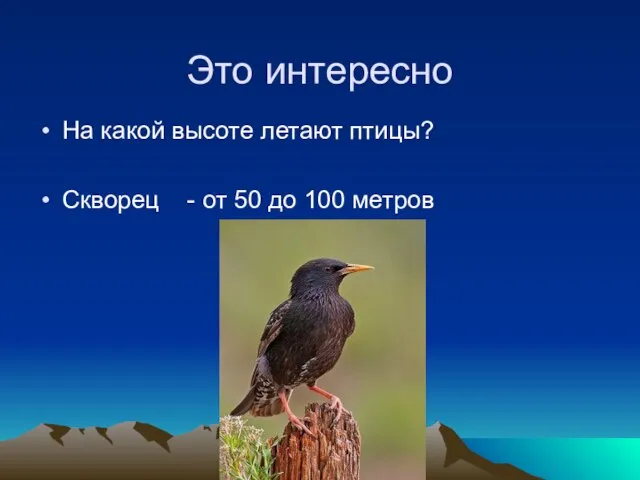 Это интересно На какой высоте летают птицы? Скворец - от 50 до 100 метров