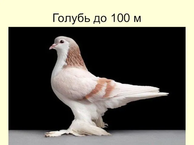 Голубь до 100 м