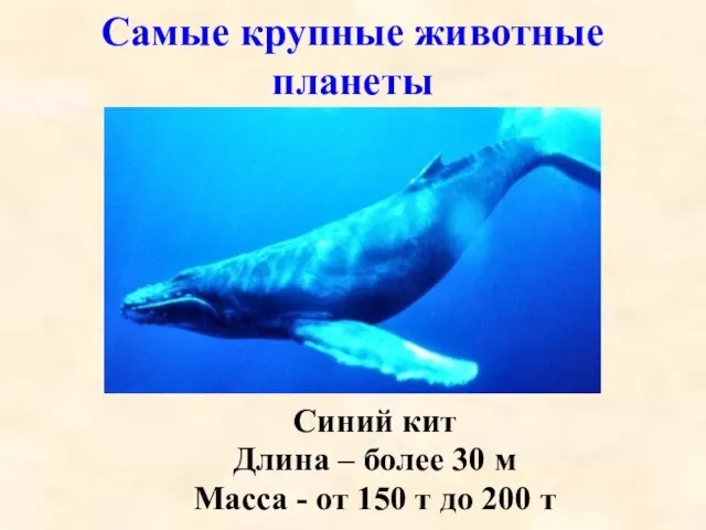 Самые крупные животные планеты Синий кит Длина – более 30 м Масса