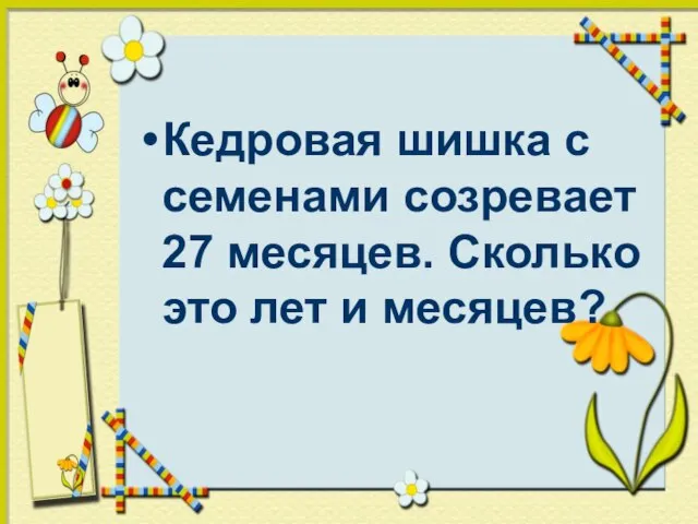 Кедровая шишка с семенами созревает 27 месяцев. Сколько это лет и месяцев?